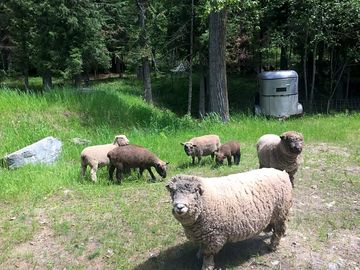 Meet the gang