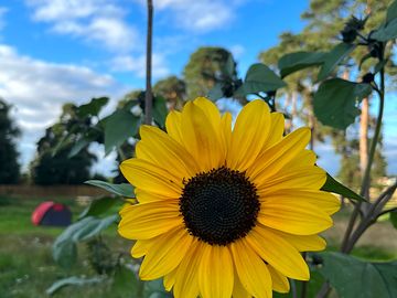 Beautiful sunflowers
