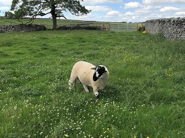 Lane end farm