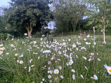 Wildflowers galore