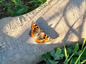 Tortoiseshell butterfly
