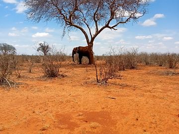 Elephants are often seen locally