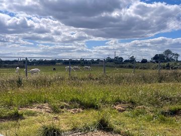 Fields with nearby sheep