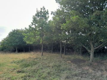 Trees