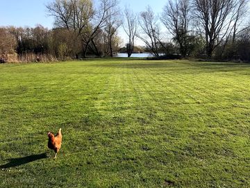 Chickens