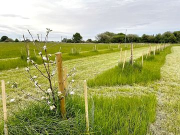 Brackenxcapes cider tree orchard