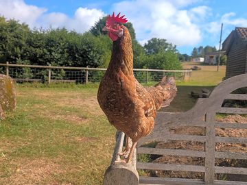 Chicken joined us for breakfast