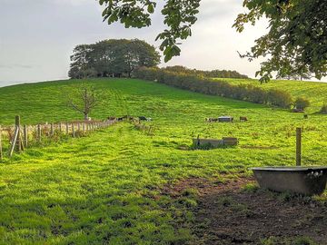Campervan pitch in field with cows