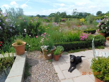 The garden at midland farm, with guest appearence from flossie, our colie cross.