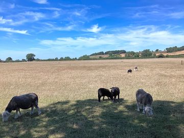 Meet the neighbours