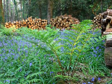 Bluebells in the forest