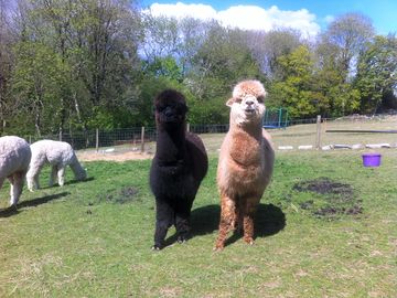 The young boys being friendly