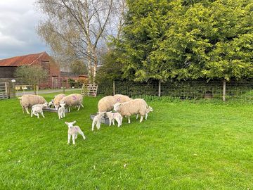 Ewes and lambs at field house farm