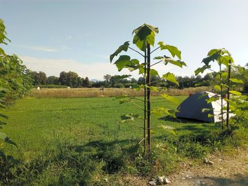 Pitches on the camping field