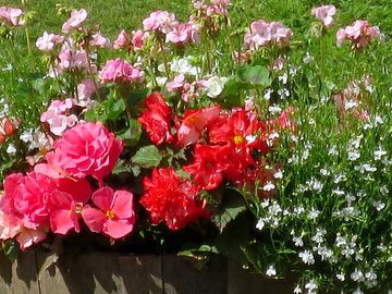 Lots of colour