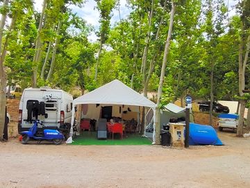 Pitches in the trees