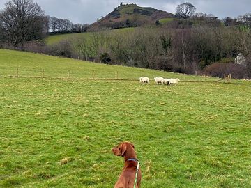 Walking in the fields