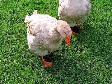 The welcoming committee