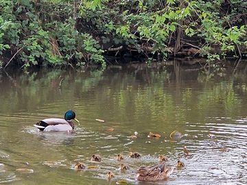 Ducks on site
