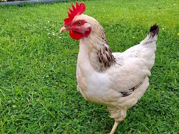 One of the free-range hens
