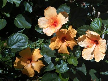 Flowers at the resort