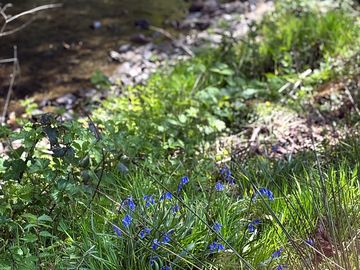 Flowers near the stream
