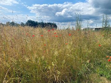 Wild flowers in the fields