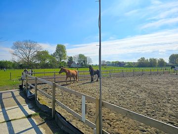 Horses at the farm
