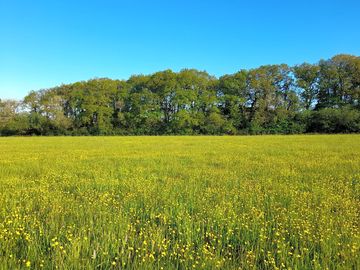Camping field full of buttercups in May