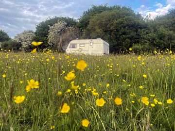 Myrtle the site office basking in the buttercups
