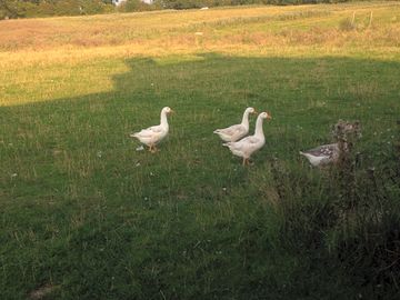 Ducks on site