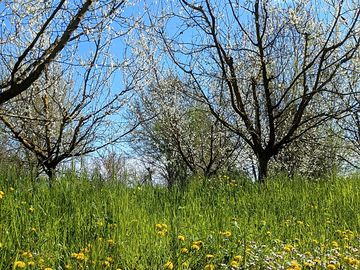 Plum trees about to blossom