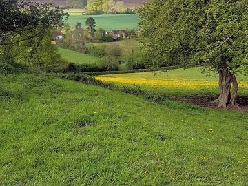 Grassy meadows