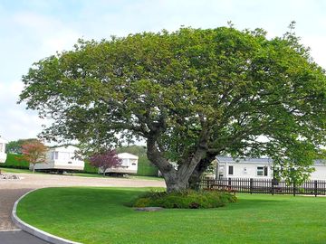 Oak trees and caravans