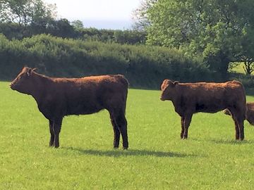 Cows in the field