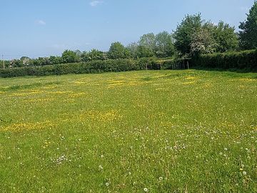 Shanti's meadow