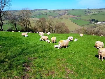 Some of the ewes with lambs at foot