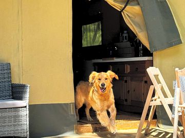 Up to two dogs per tent at no charge