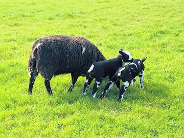 Ewe and lambs