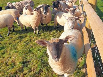 February lambs