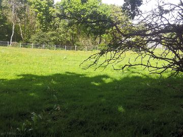 Woodland