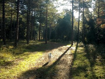 Walks start from the site