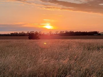 Sunset and wheat