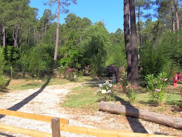 Plants and trees around the pitches