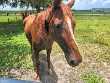Reba the horse