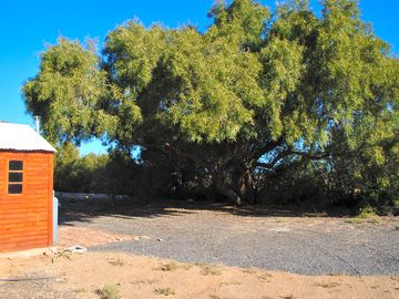 All guests have a tree for shade