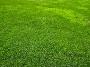 Pitch