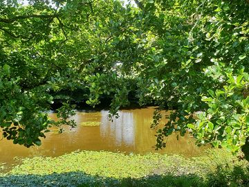 Pond