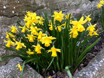 Spring at heronshaw