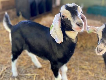 Bojo the baby goat